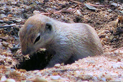 Round-tailed ground squirrel