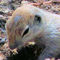 Round-tailed ground squirrel