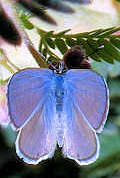 blue butterfly