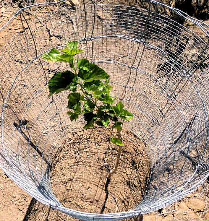 Cage with new sapling