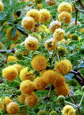 Vachellia farnesiana