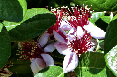 Feijoa sellowiana: Pineapple Guava