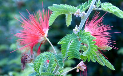 Calliandra californica: Baja Fairy Duster