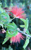 Calliandra californica