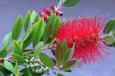 Melaleuca citrina