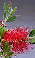 Callistemon citrinus
