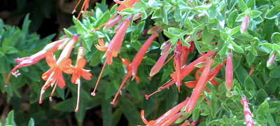 Epilobium canum: California Fuchsia