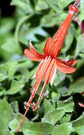 Epilobium canum
