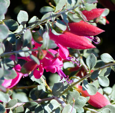Eremophila maculata: Spotted Emu Bush