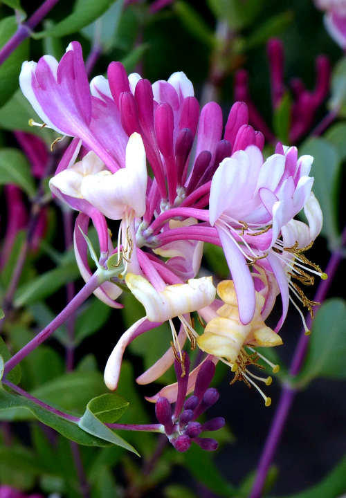 Lonicera americana flowers
