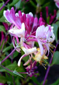 Lonicera americana flowers