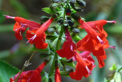 Salvia coccinea: Blood Sage