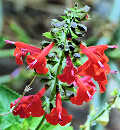 Salvia coccinea