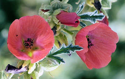 Sphaeralcea ambigua: Globe Mallow