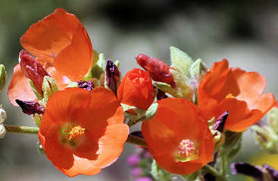 Sphaeralcea ambigua: Globe Mallow