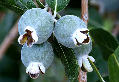 Feijoa sellowiana