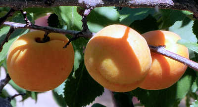 Apricot: Prunus armeniaca