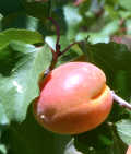 A ripe apricot ready to be picked