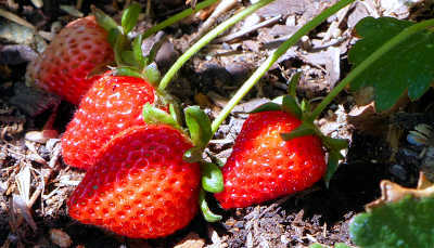Strawberry