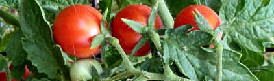 Tomato 'Nichols'