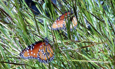 Heteropogon contortus; Tanglehead