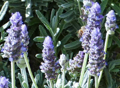 Lavandula latifolia: Lavender