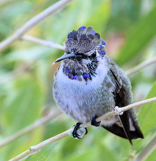 Blue Throated Hummingbird: Juvenile Male