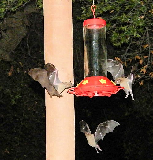 Lesser Long-nosed Bats at hummingbird feeder