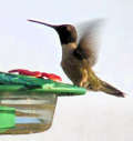 Hummingbird Feeder