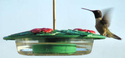 Male Black Chinned Hummingbird