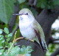 Hummingbird resting