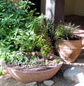 Plants in pots