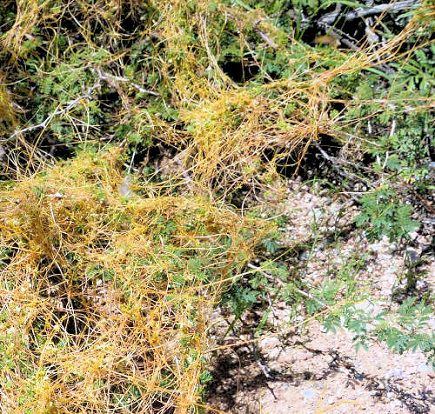 Cuscuta: Doddar