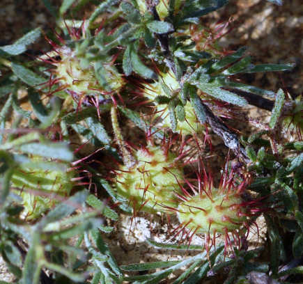 Krameria erecta fruit