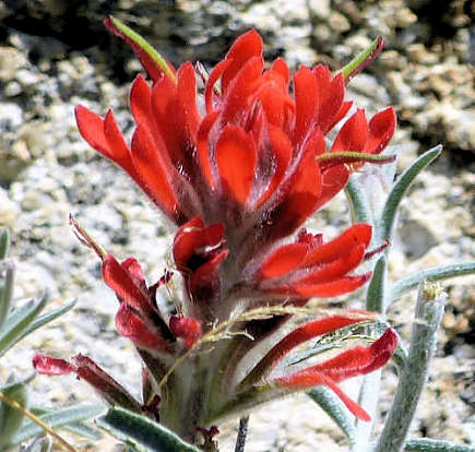 Castilleja lanata
