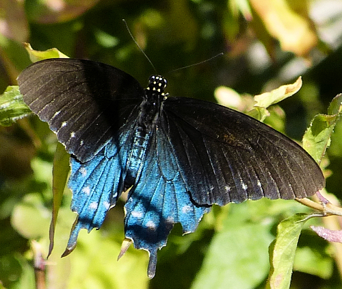 Pipevine Swallowtail Butterfly top view