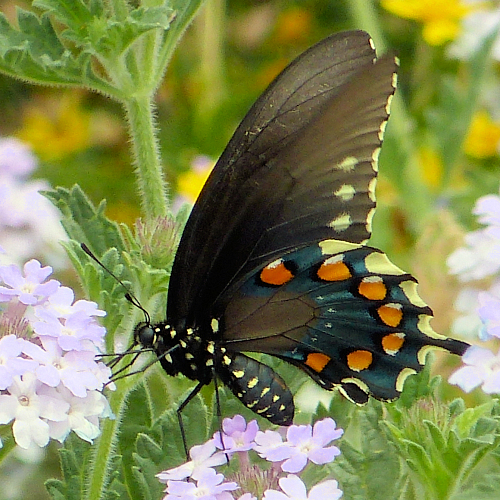 Pipevine Swallowtail Butterfly