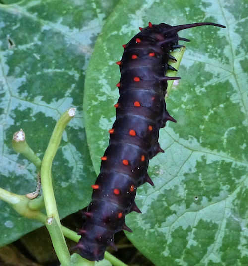 Pipevine Swallowtail caterpillar black color