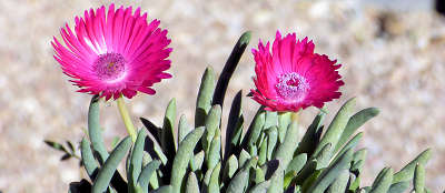 Cephalophyllum alstonii
