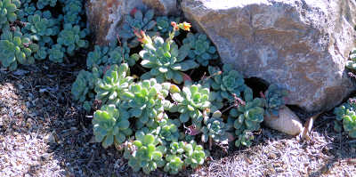 succulent next to rock