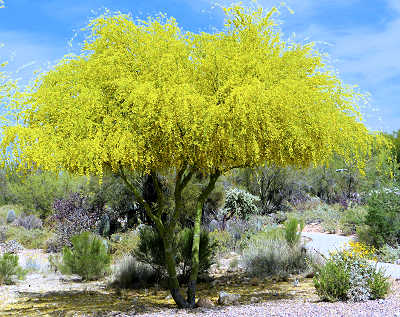 Parkinsonia florida in bloom