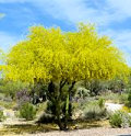 Parkinsonia florida tree