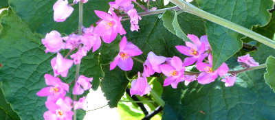 Coral Vine