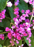 Antigonon leptopus: Coral Vine