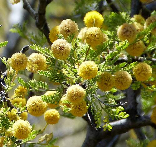 Vachellia constricta: Whitethorn Acacia - flowers