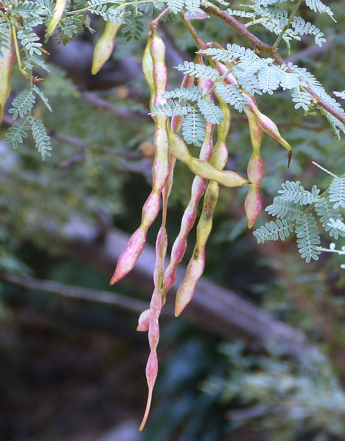 Vachellia constricta: Whitethorn Acacia - seed pods