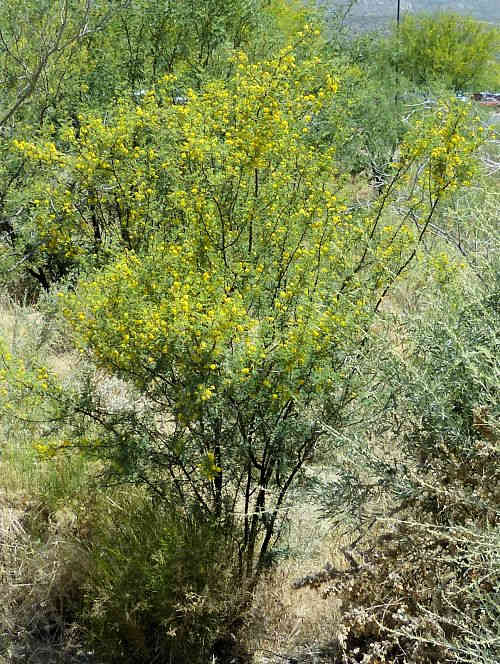 Vachellia constricta: Whitethorn Acacia