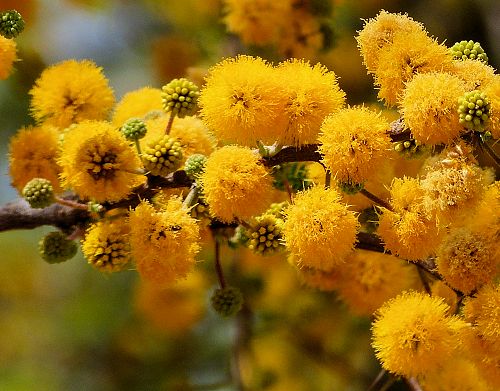Vachellia farnesiana: Sweet Acacia - flowers