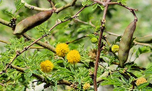 Vachellia farnesiana: Sweet Acacia - seed pods