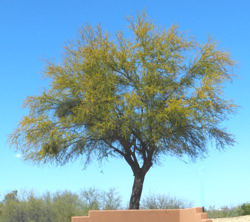 Vachellia farnesiana: Sweet Acacia